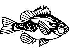  Pumpkin Seed Fish 1 4 1 V A 1 Decal