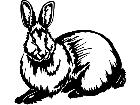  Rabbit 1 3 8 V A 1 Decal
