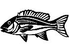  Red Snapper Fish 1 4 1 V A 1 Decal