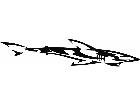  Shark Tribal Decal