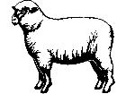  Sheep 1 3 8 V A 1 Decal