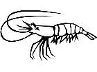  Shrimp 1 4 1 V A 1 Decal