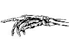  Skeleton Pointer Hand Decal