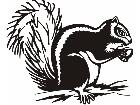  Squirrel Decal
