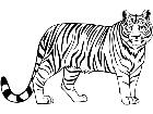  Tiger Beauty Stripe Decal