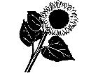  Trees Flowers Sunflower 0 2 P A 1 Decal