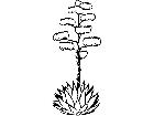  Trees Agave 1 5 8 V A 1 Decal