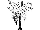  Trees Banana 1 5 8 V A 1 Decal