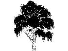  Trees Birch 1 5 8 V A 1 Decal