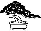  Trees Bonsai 1 5 7 V A 1 Decal