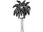  Trees Date Palm 1 5 8 V A 1 Decal