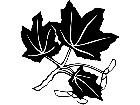  Trees Maple Leaves 1 5 7 V A 1 Decal