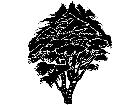  Trees Maple 1 5 8 V A 1 Decal
