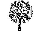 Trees Monkey Puzzle 1 5 8 V A 1 Decal
