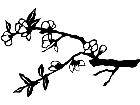  Trees Quince Branch 1 5 7 V A 1 Decal