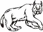  Wild Cat Animal Wild 0 4 5a Decal
