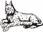  Wildcat Animal Wild 0 1 9a Decal