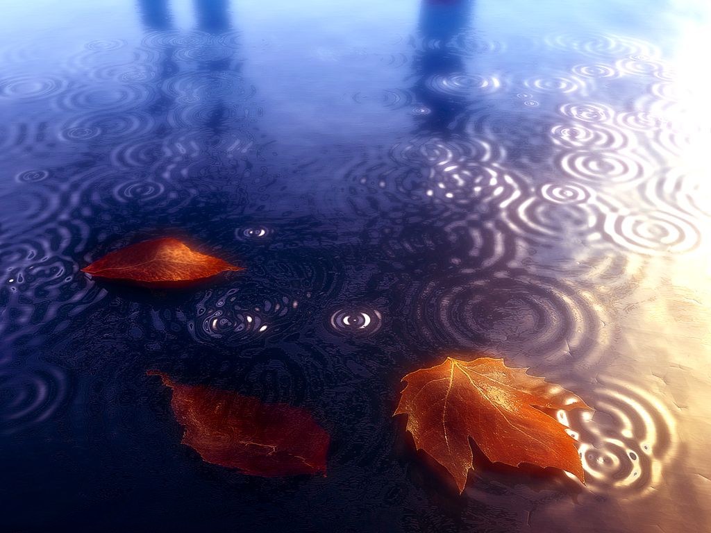 Your Free Wallpaper