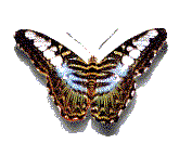 Free Animated Gif