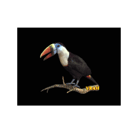 Free Animated Gif