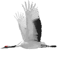 Free Animated Gif