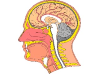 Sticker Custom Preview Image #014693 Anatomy Head Cross Section1