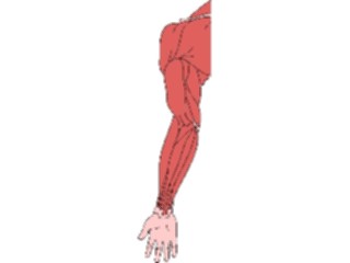 Sticker Custom Preview Image #014759 Anatomy Musculature Arm1