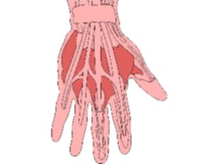 Sticker Custom Preview Image #014768 Anatomy Musculature Hand1