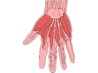 Sticker Custom Preview Image #014769 Anatomy Musculature Hand2