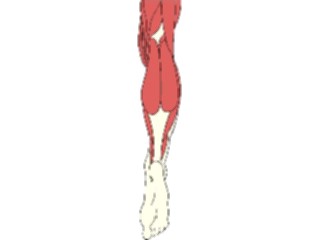 Sticker Custom Preview Image #014772 Anatomy Musculature Leg3