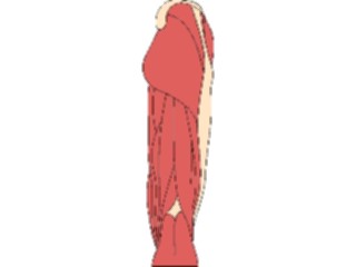 Sticker Custom Preview Image #014774 Anatomy Musculature Leg5