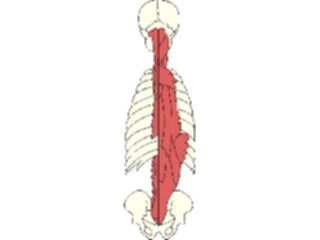 Sticker Custom Preview Image #014776 Anatomy Musculature Paraspinal