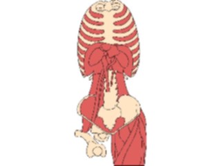 Sticker Custom Preview Image #014782 Anatomy Musculature Various