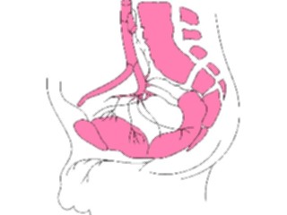 Sticker Custom Preview Image #014797 Anatomy Reproductive Lateral