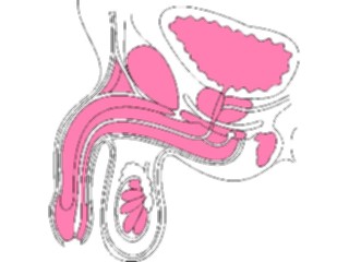 Sticker Custom Preview Image #014799 Anatomy Reproductive Male2