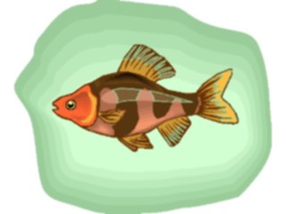 Sticker Custom Preview Image #014903 Animals Aquatic Barb Rosey