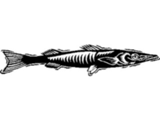 Sticker Custom Preview Image #014906 Animals Aquatic Barracuda1