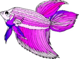 Sticker Custom Preview Image #014910 Animals Aquatic Betta1