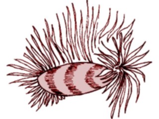 Sticker Custom Preview Image #015581 Animals Aquatic Nudibranch2