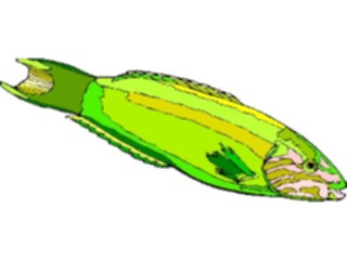 Sticker Custom Preview Image #015607 Animals Aquatic Parrot Wrasse