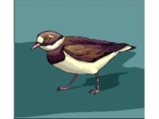 Sticker Custom Preview Image #016102 Animals Birds Bird060