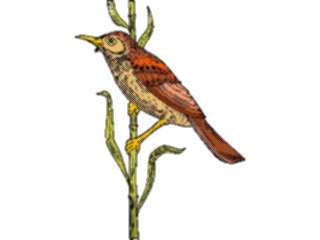 Sticker Custom Preview Image #016118 Animals Birds Bird076