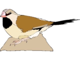 Sticker Custom Preview Image #016254 Animals Birds Bird212