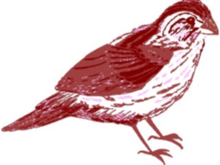 Sticker Custom Preview Image #016264 Animals Birds Bird222