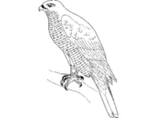 Sticker Custom Preview Image #016311 Animals Birds Bird Perched05