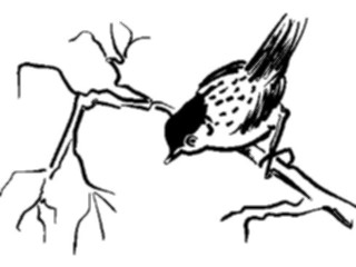 Sticker Custom Preview Image #016407 Animals Birds Bird Readyto Fly