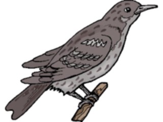 Sticker Custom Preview Image #016436 Animals Birds Blackbird1