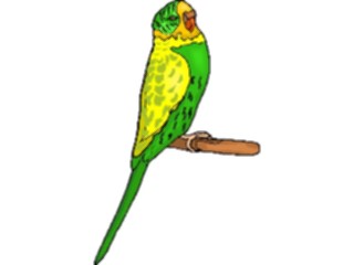 Sticker Custom Preview Image #016446 Animals Birds Budgie1