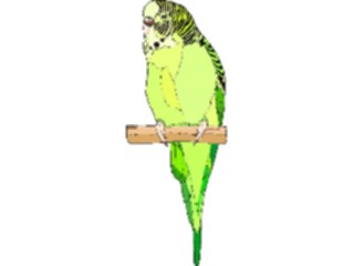 Sticker Custom Preview Image #016447 Animals Birds Budgie2