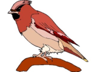 Sticker Custom Preview Image #016458 Animals Birds Cardinal8